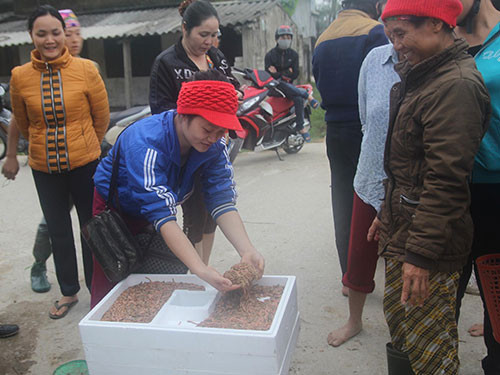 Rươi đã thành đặc sản nên thương lái chờ sẵn trên bờ để thu mua với giá khá cao, khoảng 400-500.000đ/kg. Giá khá cao nên có đêm người dân vớt được cả chục kg, kiếm cả chục triệu đồng.