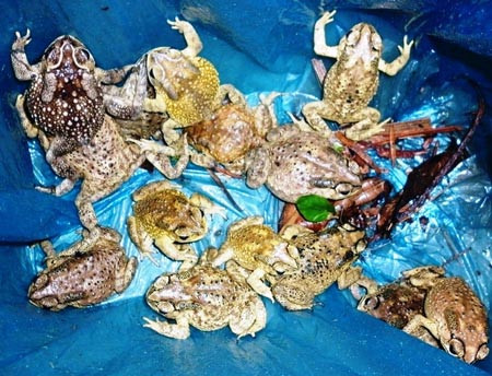 Việc lùng bắt những con cóc rất đơn giản, chỉ cần một chiếc đèn pin và thùng đựng là có thể hành nghề. Khi cóc được bán làm ruốc chưa phổ biến thì nó chỉ có giá khoảng 18.000 đồng/kg, nhưng đến nay khi cóc khan hiếm thì giá của nó đội lên gấp đôi gấp 3, trung bình là 35.000 - 50.000 đồng/kg.