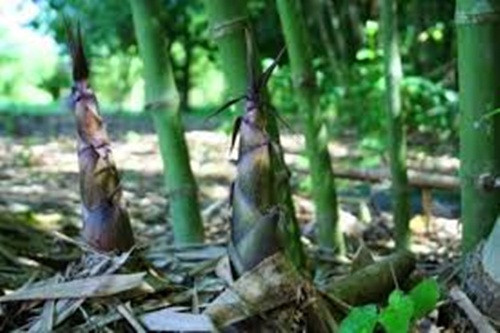 Nghe qua đi hái rau rừng thì dễ dàng nhưng với loại măng đắng này có nhiều loại và loại càng phải đào sâu càng ngon và có giá trị, đó là những loại nằm sâu trong lòng đất. Với loại măng này bán với giá 10-15.000đ/kg. Người dân miền núi vùng này gọi nó là “lộc trời mưa” bởi nó cũng là nguồn thu nhập ngoài nương rẫy.