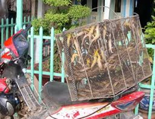 Thợ săn rắn mối sẽ bắt đầu công việc vào lúc đêm xuống, họ chuẩn bị một chiếc giỏ đan chuyên nghiệp như những chiếc lừ để úp rắn mối vào và không ra được. Công việc tuy không phải di chuyển nhiều nhưng cũng rất cực nhọc. Rắn mối sau khi săn sẽ được bán với giá dao động từ 120 - 160.000đ/kg tùy loại to nhỏ.