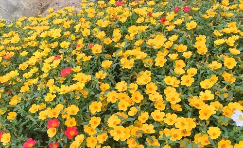 Me man ban cong nha phu kin hoa muoi gio tuyet dep