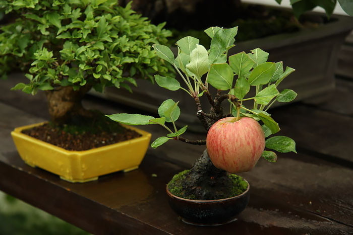 Cây táo bonsai duy nhất 1 quả lúc lỉu trên cành vô cùng đáng yêu.
