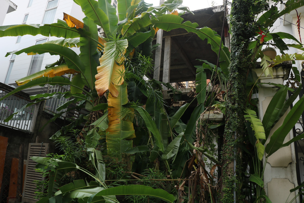 Canh bat ngo trong day biet thu bo hoang giua khu 