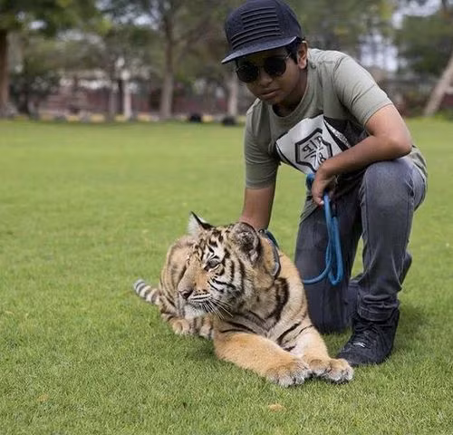 ... một sở thú riêng với rất nhiều động vật quý hiếm như sư tử, tinh tinh, báo đốm, hổ... Rashed Belhasa cũng trở nên nổi tiếng nhờ sở thú của mình.