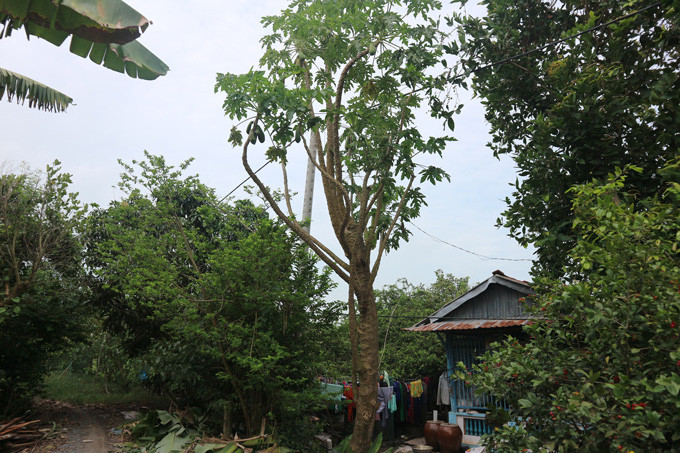 Cây đu đủ "1 gốc 12 nhánh” của ông Trần Văn Bên.