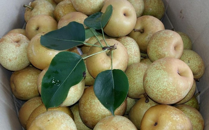 Được biết, giá lê tai nung tại vườn thời điểm năm ngoái vào khoảng 30.000 đồng - 40.000 đồng/kg. Ảnh: Blogspot.