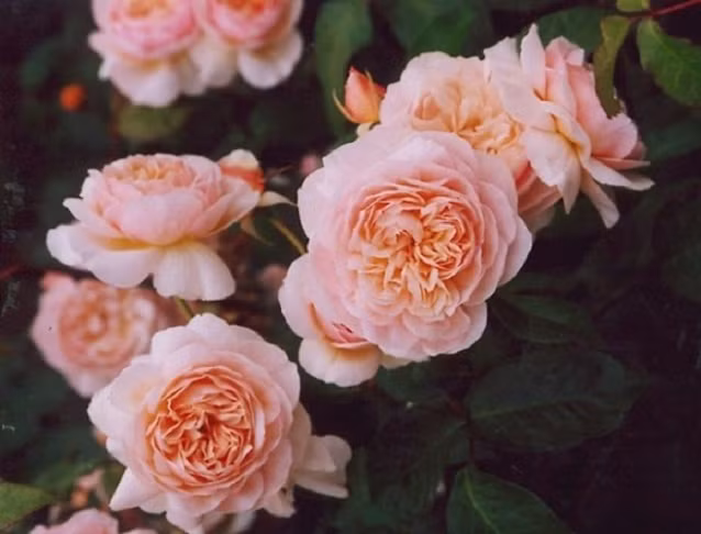 Bi mat it biet ve nhung bo hoa 8/3 dat khung khiep-Hinh-4