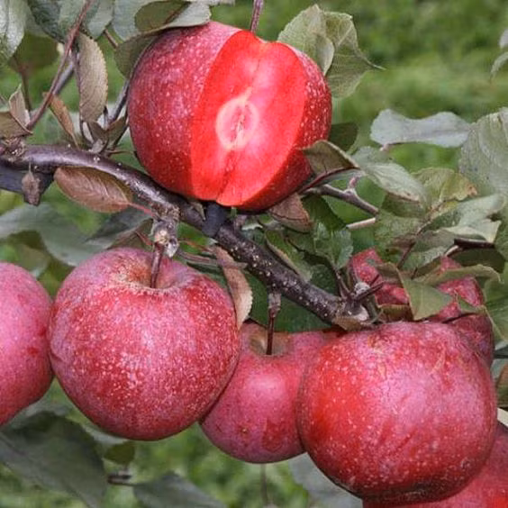 Loat tao doc la khien ba noi tro “dung ngoi khong yen”