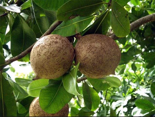 Loat tao doc la khien ba noi tro “dung ngoi khong yen”-Hinh-6