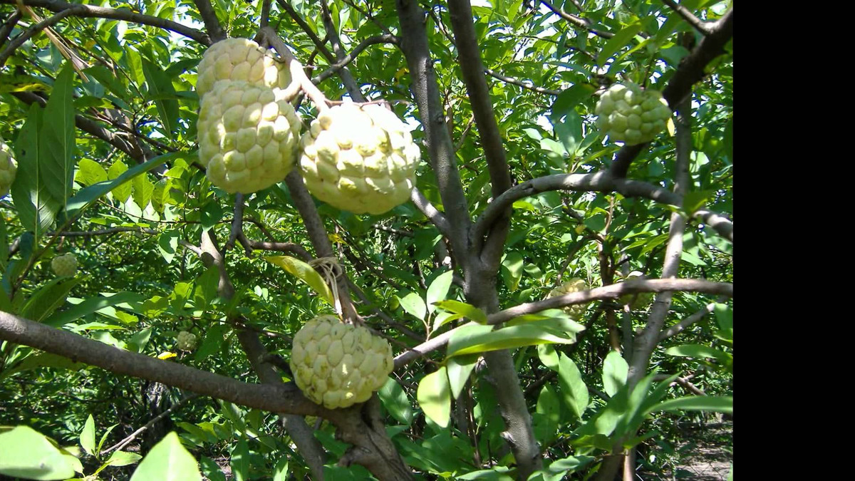 Anh: Muot mat vuon na o Bac Giang vao mua thu hoach-Hinh-8