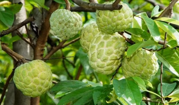 Anh: Muot mat vuon na o Bac Giang vao mua thu hoach-Hinh-9