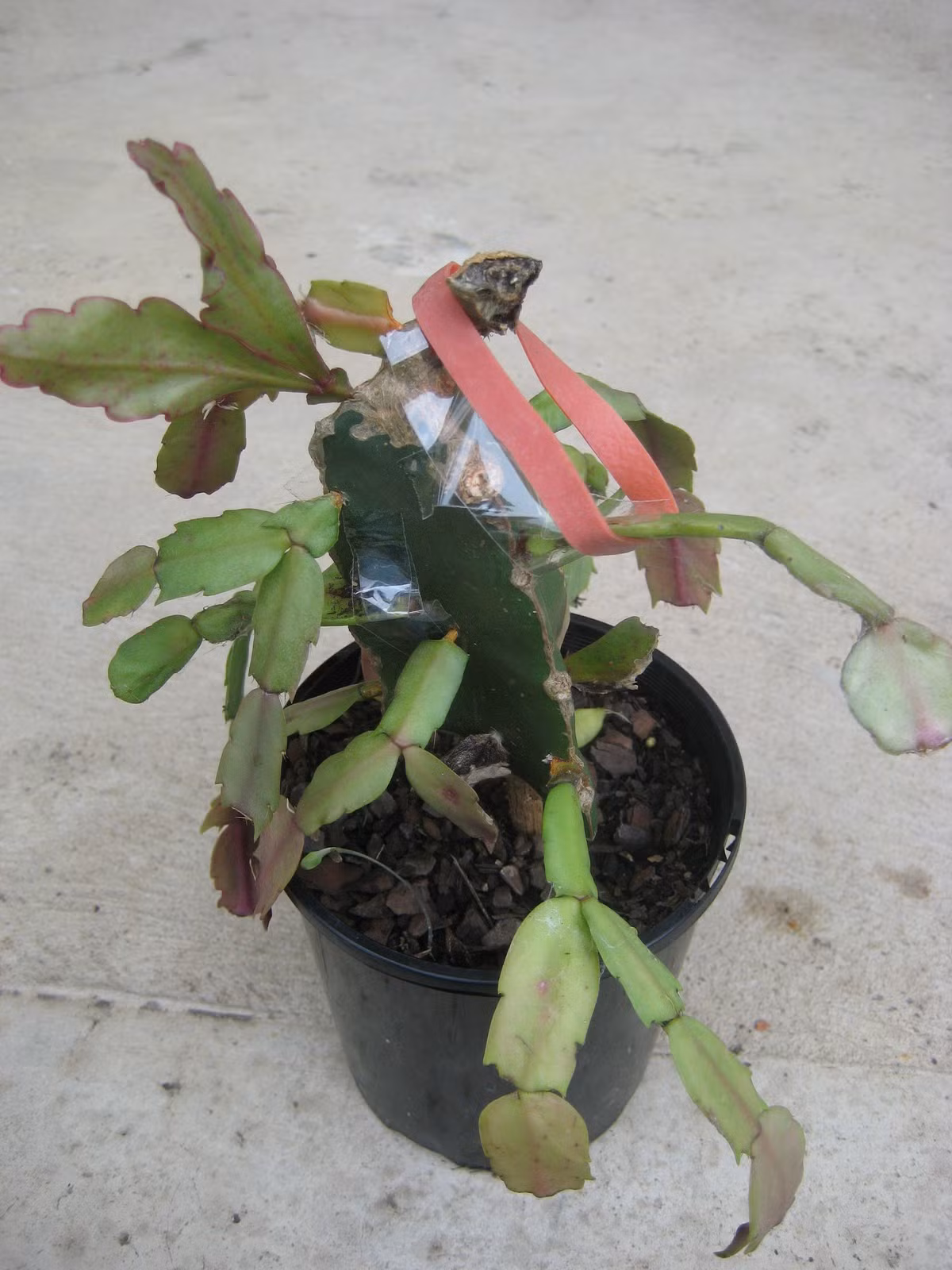 Sau khi trồng cây, bạn nên thường xuyên xịt nước lên lá của lan càng cua theo nguyên tắc: không quá khô cũng không quá ướt. Ảnh: Googleusercontent.