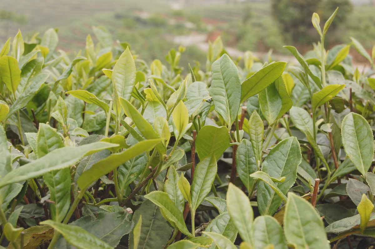 Bạch trà chứa nhiều chất dinh dưỡng và các chất chống oxy hóa hơn các loại trà khác. Trong khi đó, lượng caffeine lại ít hơn so với trà đen, cà phê hay trà xanh. (Ảnh Sevencups).