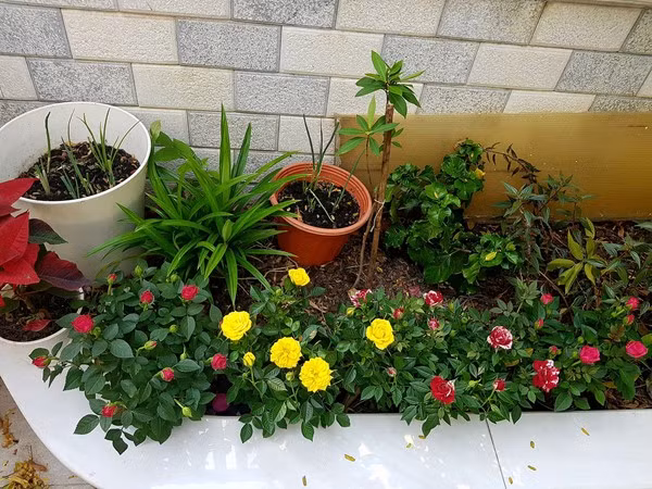 Bạn nên cắt cỏ, gieo hạt trên những khoảng đất trống, tỉa rào... cho gọn gàng hay trồng các loại hoa đa dạng sắc màu ở vườn trước nhà để chào đón khách. Ảnh: giadinh.