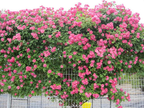 Rất nhiều người qua đường sẽ phải dừng chân ngắm nhìn hàng rào hoa đẹp long lanh, lãng mạn như trong truyện cổ tích này. Ảnh: Vietbao.