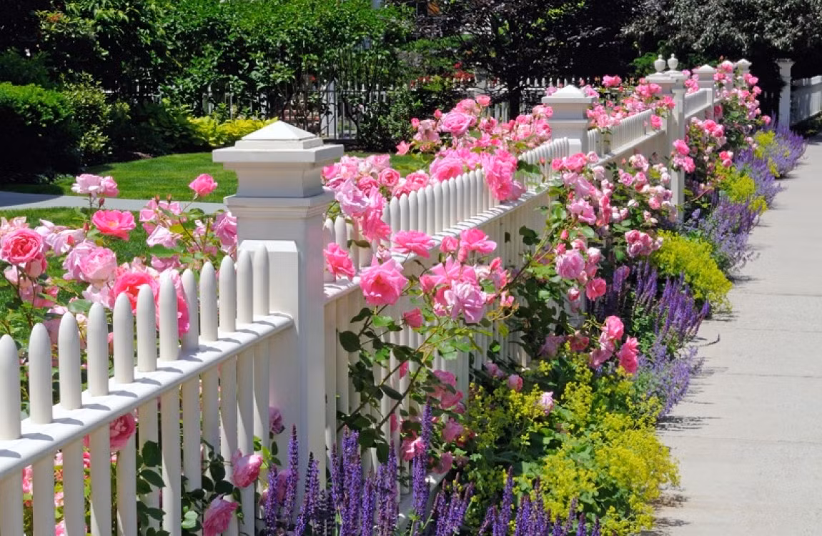 Hàng rào với nhiều loài hoa khác nhau cùng khoe sắc hương. Ảnh: Tieucanhsanvuonktv.