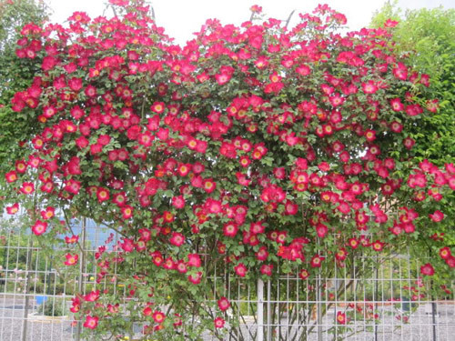 Ngôi nhà đẹp lên bội phần nhờ hàng rào hoa cực đẹp và tinh tế này. Ảnh: Giacngo.