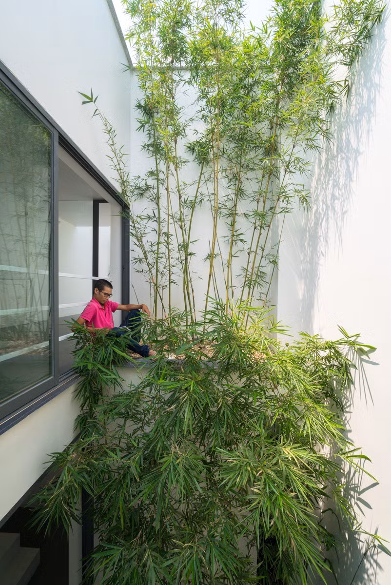 Khoảng giật ở vị trí trung tâm ngôi nhà tràn ngập cây xanh được hướng vươn lên bầu trời, tạo ra sự cân bằng thân thiên. Tại đây xuất hiện những khu vườn cây xanh, ánh sáng, gió và nước mưa.