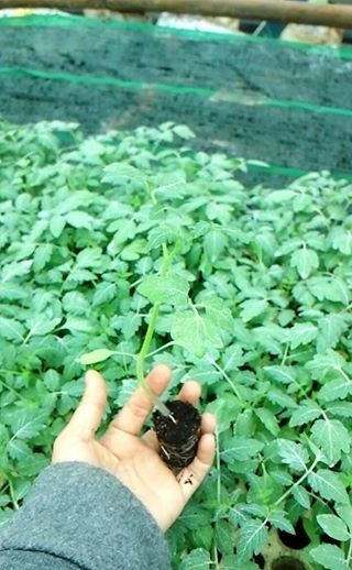 Đầu tiên, một hệ thống nhà kính được lắp đặt với khung sắt không gỉ. Ngoài ra, còn lắp thêm hệ thống tưới tiêu tự động nhỏ giọt để tạo độ đồng đều chăm bón. Sau đó, sẽ chọn giống cà chua thường trước khi ghép với giống cà chua Nhật.