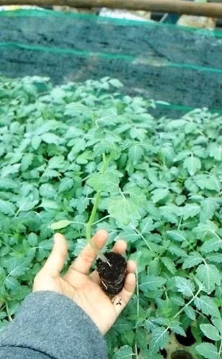 Đầu tiên, một hệ thống nhà kính được lắp đặt với khung sắt không gỉ. Ngoài ra, còn lắp thêm hệ thống tưới tiêu tự động nhỏ giọt để tạo độ đồng đều chăm bón. Sau đó, sẽ chọn giống cà chua thường trước khi ghép với giống cà chua Nhật.