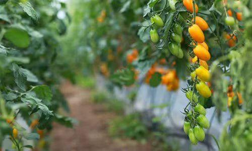 Công thức pha trộn cũng được điều chỉnh để hợp hơn với khí hậu và thời tiết Việt Nam. Kết quả thu hoạch được khoảng 8-10kg mỗi cây và cứ 50-60 ngày cây bắt đầu cho trái.