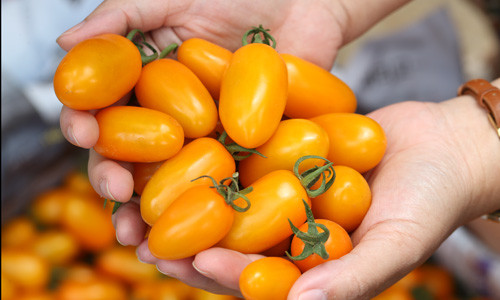 Tan muc cach trong ca trai cay tu trung sua thu tien ty