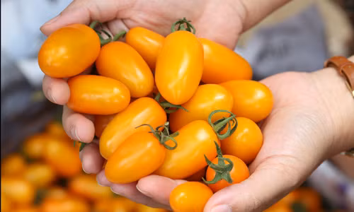 Giống cà chua trái cây có nguồn gốc từ nước Nhật, chỉ là cà chua bình thường. Tuy nhiên, quy trình chăm sóc và tưới tắm lại đặc biệt không giống bất kỳ loại cây ăn quả nào. Đó là phân bón được thay bằng hỗn hợp sữa và trứng gà.