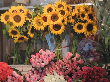 Nhiều người cho biết, năm nay mọi người có xu hướng tặng hoa hướng dương cho nhau nhiều hơn. Loại hoa này đang được bán với giá 20.000 - 25.000 đồng/bông.