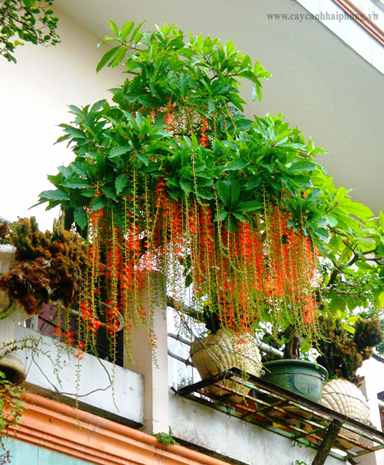 Cây lộc vừng có tên khoa học là Baringtoria acutangula Gaertn – Barrtngtonia Ocutangulag. Đây cũng là một loại cây thuộc bộ tứ cây phong thủy quý của người phương đông: Sanh-Sung-Tùng-Lộc. Ảnh: Cayxanh.