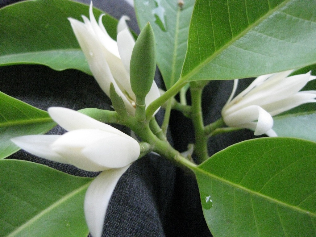 Cây ngọc lan có 2 giống thông dụng là cây ngọc lan hoa trắng và cây ngọc lan hoa vàng. Ảnh: Nuoitrong123.