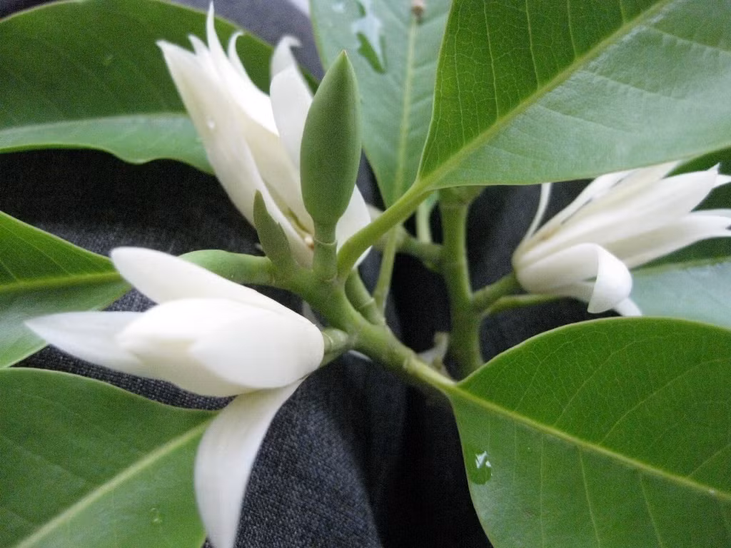 Cây ngọc lan có 2 giống thông dụng là cây ngọc lan hoa trắng và cây ngọc lan hoa vàng. Ảnh: Nuoitrong123.
