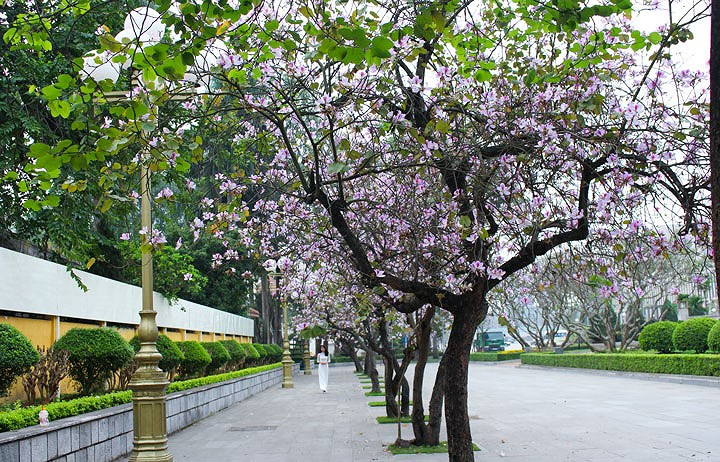 Cây hoa ban cũng là cây thân gỗ cho hoa đẹp nên thường được trồng làm cảnh trong nhà. Ảnh: Thietkecayxanh.