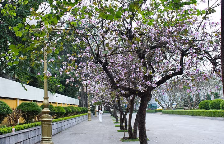 Cây hoa ban cũng là cây thân gỗ cho hoa đẹp nên thường được trồng làm cảnh trong nhà. Ảnh: Thietkecayxanh.