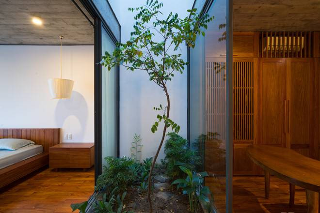 Ngoài thạch lựu, bạn có thể trồng cây khế - một loại cây nhanh ra hoa kết quả. Ảnh: Happynest.