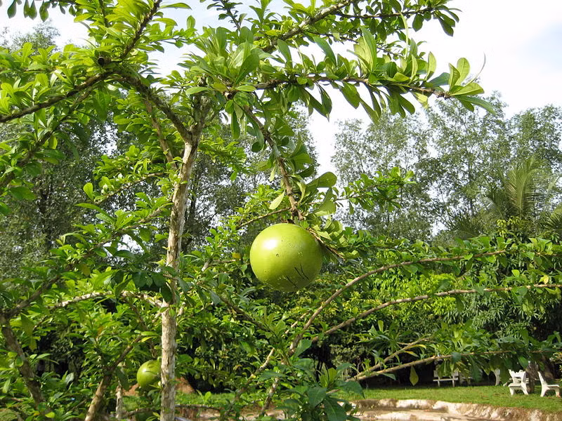 Cây đào tiên rất dễ trồng và cho quả chỉ sau 3 - 4 năm. Ảnh: Giongcayanqua. 