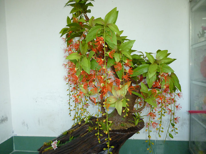 Lộc vừng là một loại cây thân gỗ nhỏ được nhiều người lựa chọn để trồng trang trí nhà bởi loài cây này có hoa nhỏ li ti màu đỏ hoặc màu trắng rất đẹp. Ảnh: Tiendochungcu.