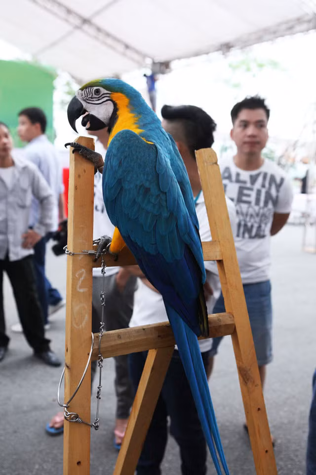 Nhưng việc vận chuyển một chú vẹt từ nước ngoài về Việt Nam cũng phải trải qua nhiều thủ tục khó khăn, khi đó giá của những chú vẹt càng được đẩy lên với những mức giá cao hơn gấp nhiều lần.