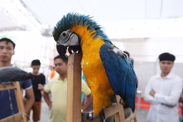 Những chú vẹt Nam Mỹ có mỏ rất cứng. Thậm chí, có khả năng mổ xuyên qua cả vỏ dừa