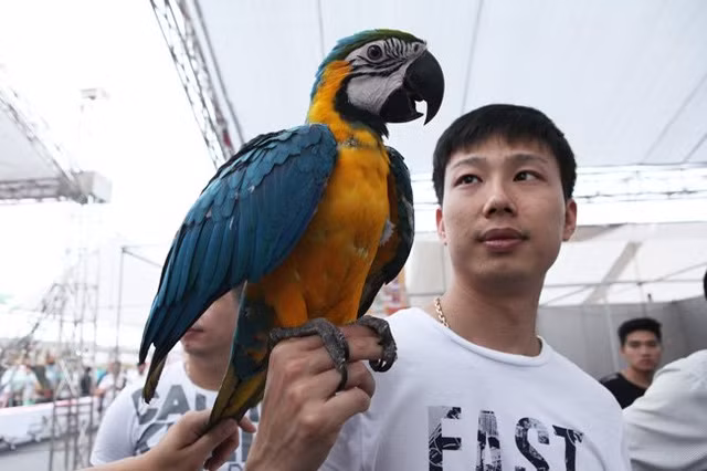 Theo Nguyễn Lợi (Hà Nội), một người may mắn sở hữu thú cưng biết bay đắt đỏ này chia sẻ, loài vẹt rất có giá trị, không ít người trong giới chơi chim cảnh muốn sở hữu chúng nhưng việc tìm mua những chú vẹt đó rất khó. "Đã có không ít dân chơi, muốn sở hữu một chú vẹt Nam Mỹ thuần chủng phải cất công lặn lội sang tận nước ngoài hoặc nhờ người thân mua giúp", anh Lợi cho biết.