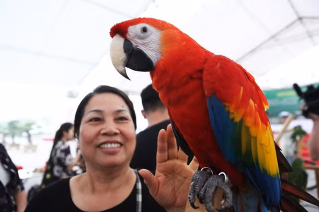 Chủ sở hữu chú vẹt nghìn đô cho hay, hiện tại ở Việt Nam rất hiếm loài vẹt này bởi người chơi phải có kinh tế lại vừa phải biết chơi, yêu động vật. "Vẹt nhà giàu" này cũng không dễ nuôi như vẹt Nam Mỹ, thức ăn hoàn toàn nhập từ Mỹ về. Vẹt Nam Mỹ không kén ăn, chủ yếu là ăn hạt, trái cây, rau, củ... chủ nhân của chúng có thể thả chúng rong chơi như chó mèo.