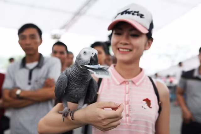 Nhiều người thích thú mang tiền vào thử chú vẹt.