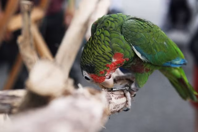 Ngoài ra còn có rất nhiều loài vẹt đẹp "hút hồn" người xem.