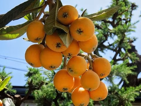 Từng chùm quả nhót Nhật chín vàng rất bắt mắt.