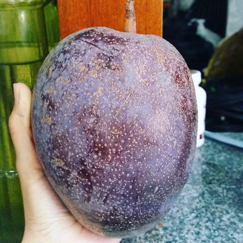 Một giống xoài lạ khác có màu tím bầm cũng từng khiến các bà nội trợ tò mò mua về ăn thử. Ảnh: Cdninstagram.