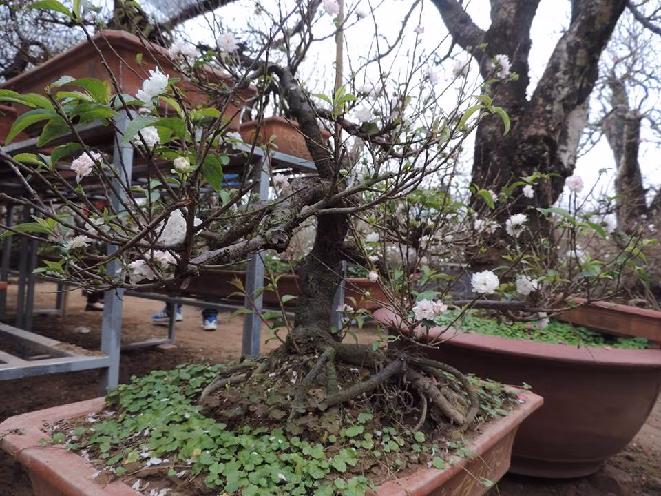 Dù được tạo thế bonsai uốn lượn như thế nào thì những nhành cây chi mai cũng xèo rộng và được ví là dáng ngửa tay xin lộc trời.