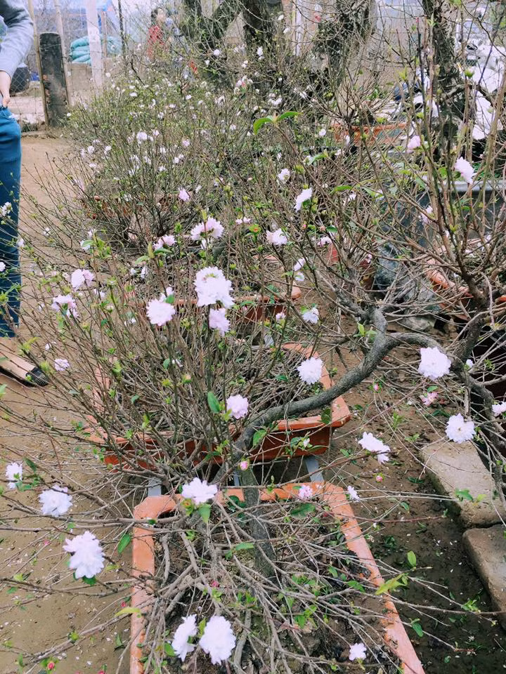 ...và rất lâu tàn nên hầu như người trồng nhất chi mai không lo nếu hoa nở sớm.