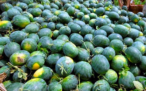 Thậm chí có nơi giá dưa hấu chỉ có 1.000 đồng/kg nhưng vẫn không có người mua. Để chia sẻ khó khăn của người nông dân, không ít cuộc giải cứu dưa hấu đã được người tiêu dùng cả nước hưởng ứng. Ảnh: blogspot.