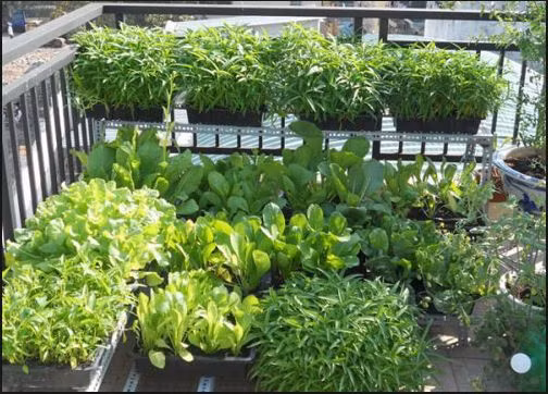 Rau muống, rau cải tốt um chờ thu hoạch.