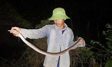 Dù nguy hiểm nhưng vì hiệu quả kinh tế cao, nhiều người vẫn tham gia nghề bẫy rắn.