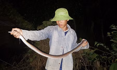 Dù nguy hiểm nhưng vì hiệu quả kinh tế cao, nhiều người vẫn tham gia nghề bẫy rắn.